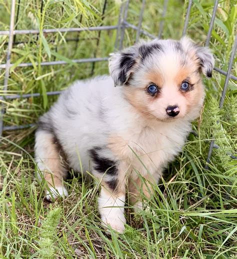 sure to visit our "<strong>Puppies</strong>" page to choose your next best friend and also to check for updates on our future litters <strong>puppies for sale Toy</strong> and Mini <strong>Aussies</strong>. . Toy aussie puppies for sale 200